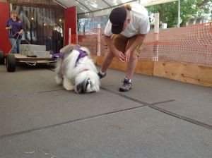 2013 08 25 Weightpulling at Canine Culture26